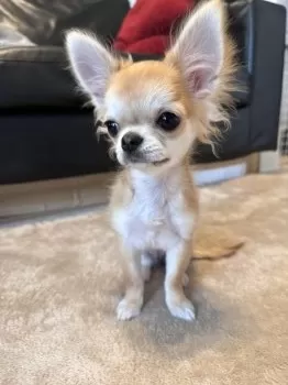 チャイママ 様のお迎えした子犬