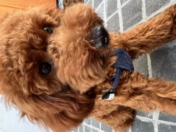 カケガワ 様のお迎えした子犬
