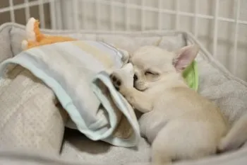 A.T 様のお迎えした子犬