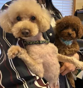 はれいゆ 様のお迎えした子犬