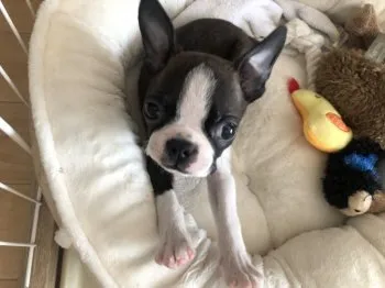 こはくまる 様のお迎えした子犬