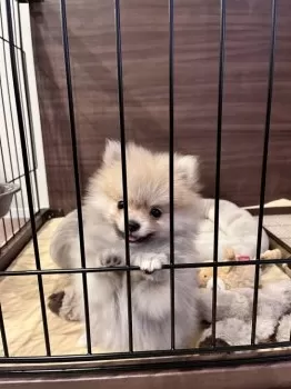 むぎ 様のお迎えした子犬
