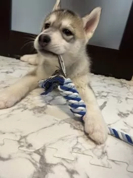 H.S 様のお迎えした子犬