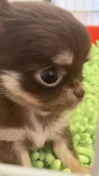 チョコ 様のお迎えした子犬