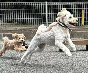 Y.S 様のお迎えした子犬