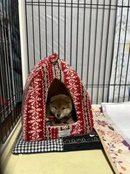 ミルク 様のお迎えした子犬
