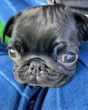まーちゃん 様のお迎えした子犬