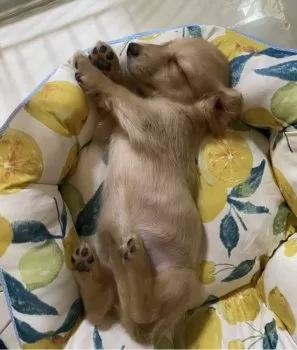 悠子 様のお迎えした子犬