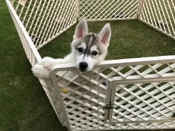 KENNY 様のお迎えした子犬