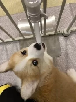 S 様のお迎えした子犬