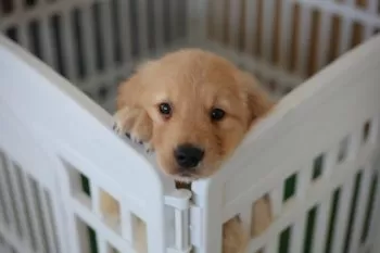 りゅうパパ 様のお迎えした子犬