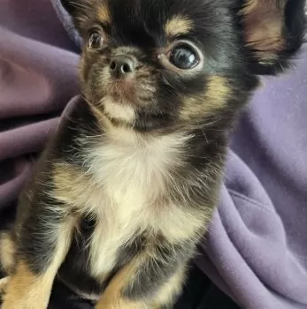 めんみ 様のお迎えした子犬