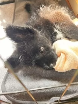 YOKOCHIN 様のお迎えした子犬