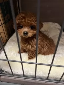 むぎ 様のお迎えした子犬