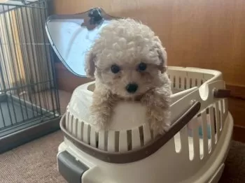 すー 様のお迎えした子犬