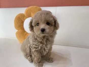 いわっこ 様のお迎えした子犬