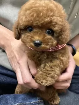 こーじ 様のお迎えした子犬