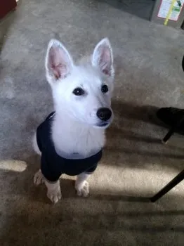 いづみ 様のお迎えした子犬