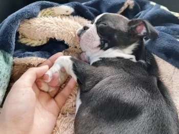 mi 様のお迎えした子犬