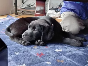 K.Y 様のお迎えした子犬