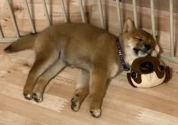 あちゃ 様のお迎えした子犬