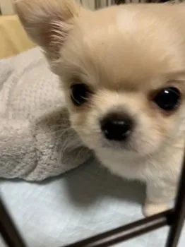 しえる 様のお迎えした子犬