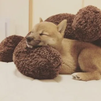 Masa 様のお迎えした子犬