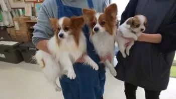 K.K 様のお迎えした子犬