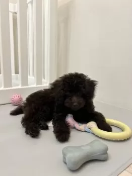 だいち 様のお迎えした子犬