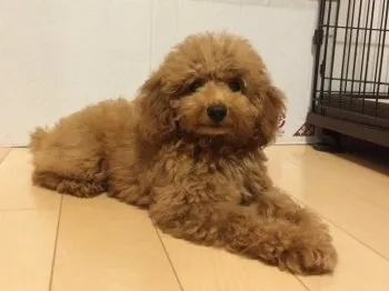 もうもう 様のお迎えした子犬