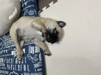 鞍馬 様のお迎えした子犬