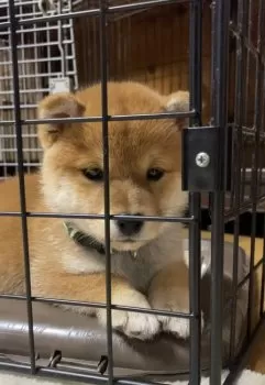 TKO 様のお迎えした子犬