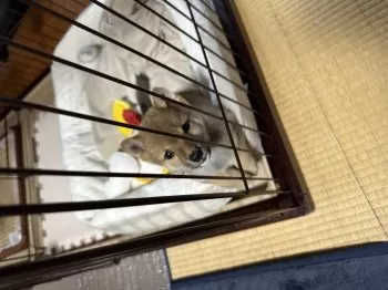 ゆー 様のお迎えした子犬