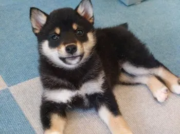 モモ 様のお迎えした子犬