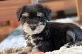 K.I 様のお迎えした子犬