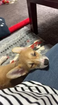 K.F 様のお迎えした子犬