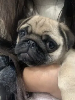 との 様のお迎えした子犬