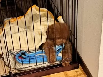K.U 様のお迎えした子犬