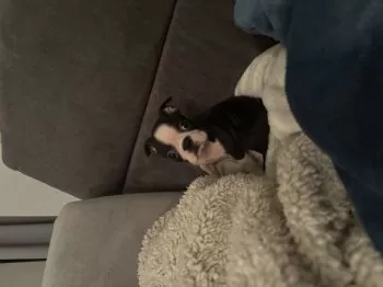 M.S 様のお迎えした子犬