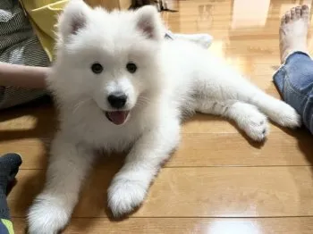 Y.H 様のお迎えした子犬