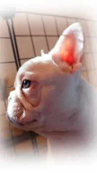 ファファ 様のお迎えした子犬