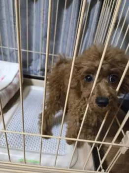 K.N 様のお迎えした子犬