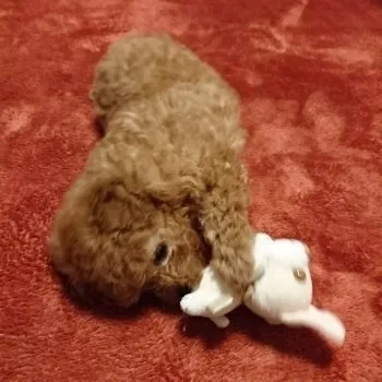 aki 様のお迎えした子犬