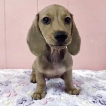 sara4280 様のお迎えした子犬