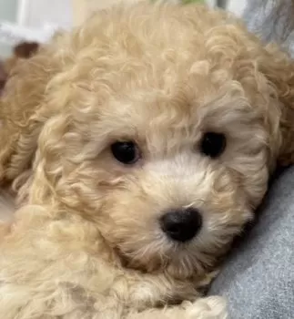 M.K 様のお迎えした子犬