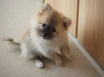 0124 様のお迎えした子犬