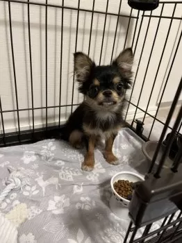 K.K 様のお迎えした子犬