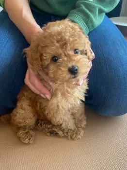 KT 様のお迎えした子犬