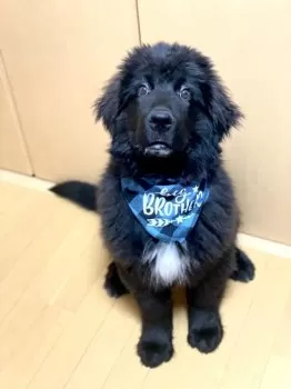 N.F 様のお迎えした子犬