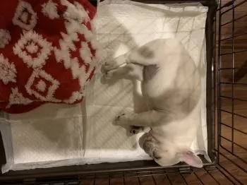 りんごまん 様のお迎えした子犬